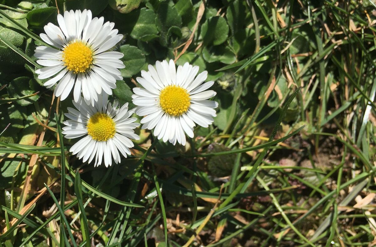 Gänseblümchen